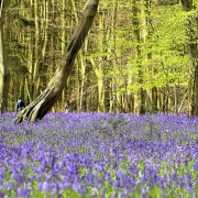 Bluebells at Box Wood Stevenage