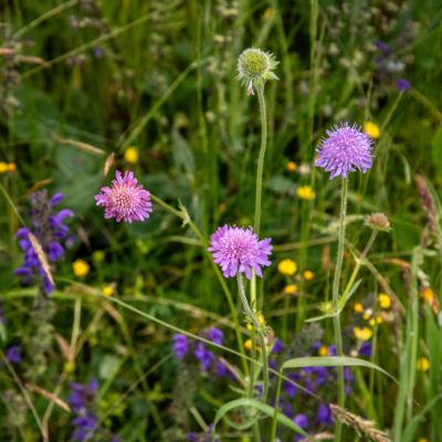 Purple wildflowers bloom amidst green grass.